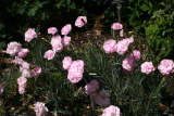 Dianthus 'Inchmery' RCP6-2013 227.JPG